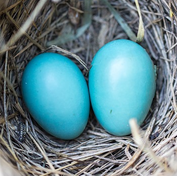 RVbirds.com | Our Mobile Nest